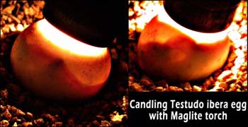 04candling